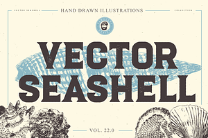 VECTOR SEASHELL HAND DRAWN BUNDLE 22