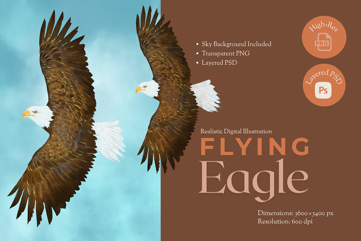 Flying Bald Eagle Illustration, an Animal Illustration by AMMi (Photo 1 of 6)
