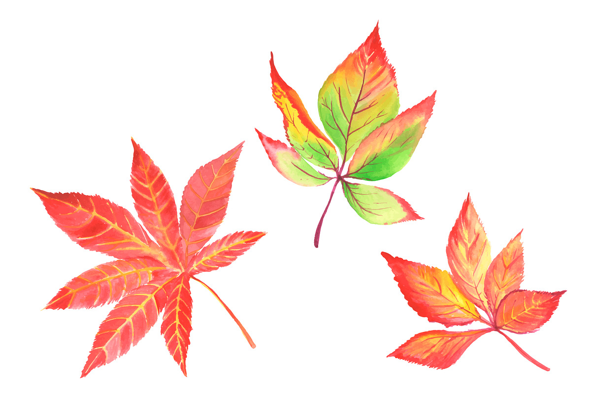 Autumn leaves. Watercolor., an Illustration by Olga Bonitas (Photo 4 of 5)