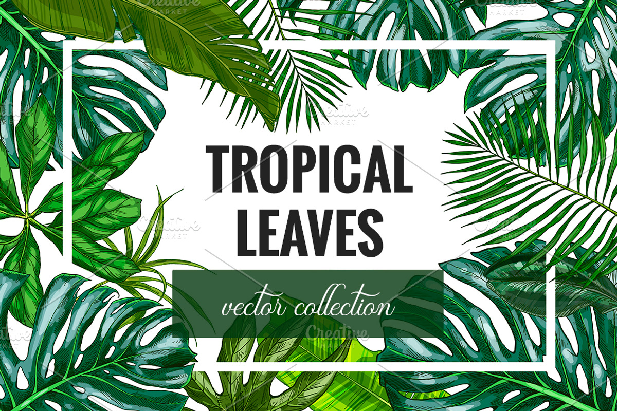 Tropical leaves. Vector Collection, an Illustration by JSolomatina (Photo 1 of 5)