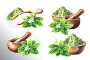 Stevia. Watercolor collection, a Healthcare Illustration by Daria Ustiugova (Thumbnail 3 of 6)