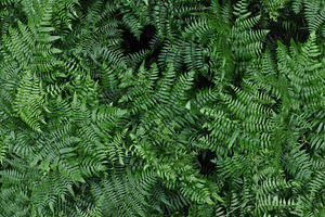FERN FLOOR