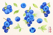 Wild Blueberries. Watercolor Clipart, a Food Illustration by Tata Pilip (Thumbnail 2 of 8)