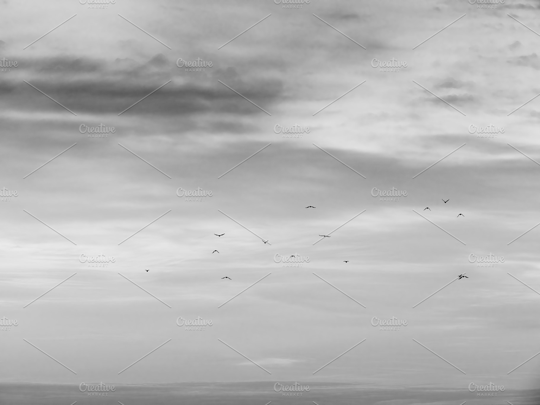 Black and white flock of birds migra, a Nature Photo by RETROWAVE '88