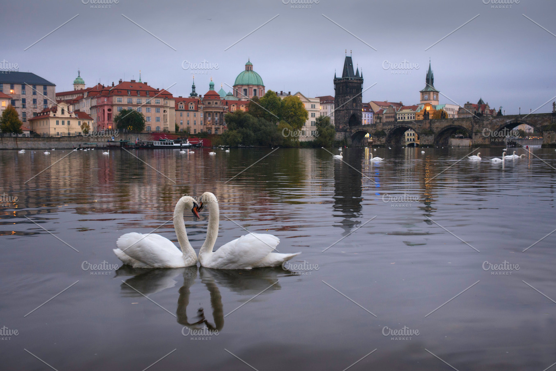 Swans in Prague, a Photo by inigocia
