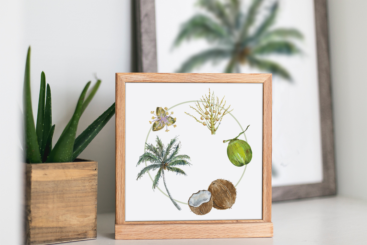 Coconut Life Cycle Clip Arts & Print, an Education Illustration by Tati Bordiu (Photo 5 of 5)