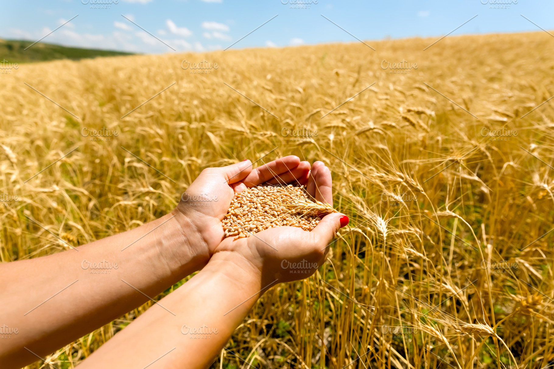 Cupped hands holding wheat grains among golden stalks in a ripe, an Industrial Photo by Ales Munt