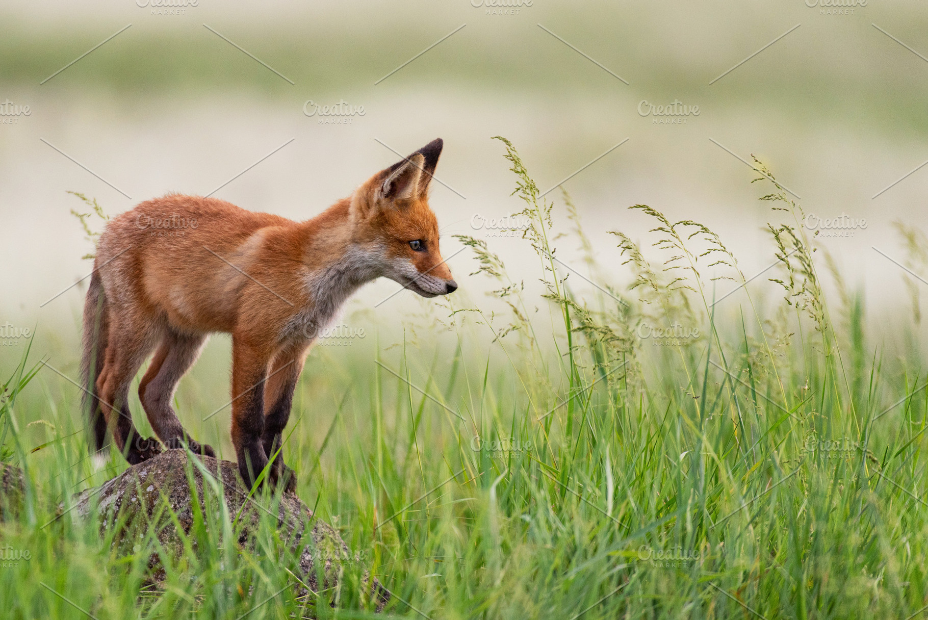 Young red fox stands on a rock featuring fox, animal, and cute, an Animal Photo by MriyaWildlife