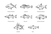 Set of vector outline fish icons, an Animal Illustration by Tettygreen (Thumbnail 1 of 3)