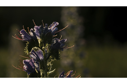 Close-up of beautiful wild flower, a Nature Photo by Media Whale Stock