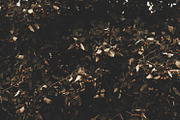 Dark green backgrounds, a Nature Photo by Alekseyliss (Thumbnail 8 of 10)