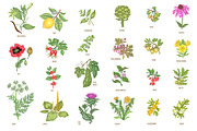 Set 40 hand drawn plants., an Object Graphic by MarinaVorontsova (Thumbnail 7 of 8)