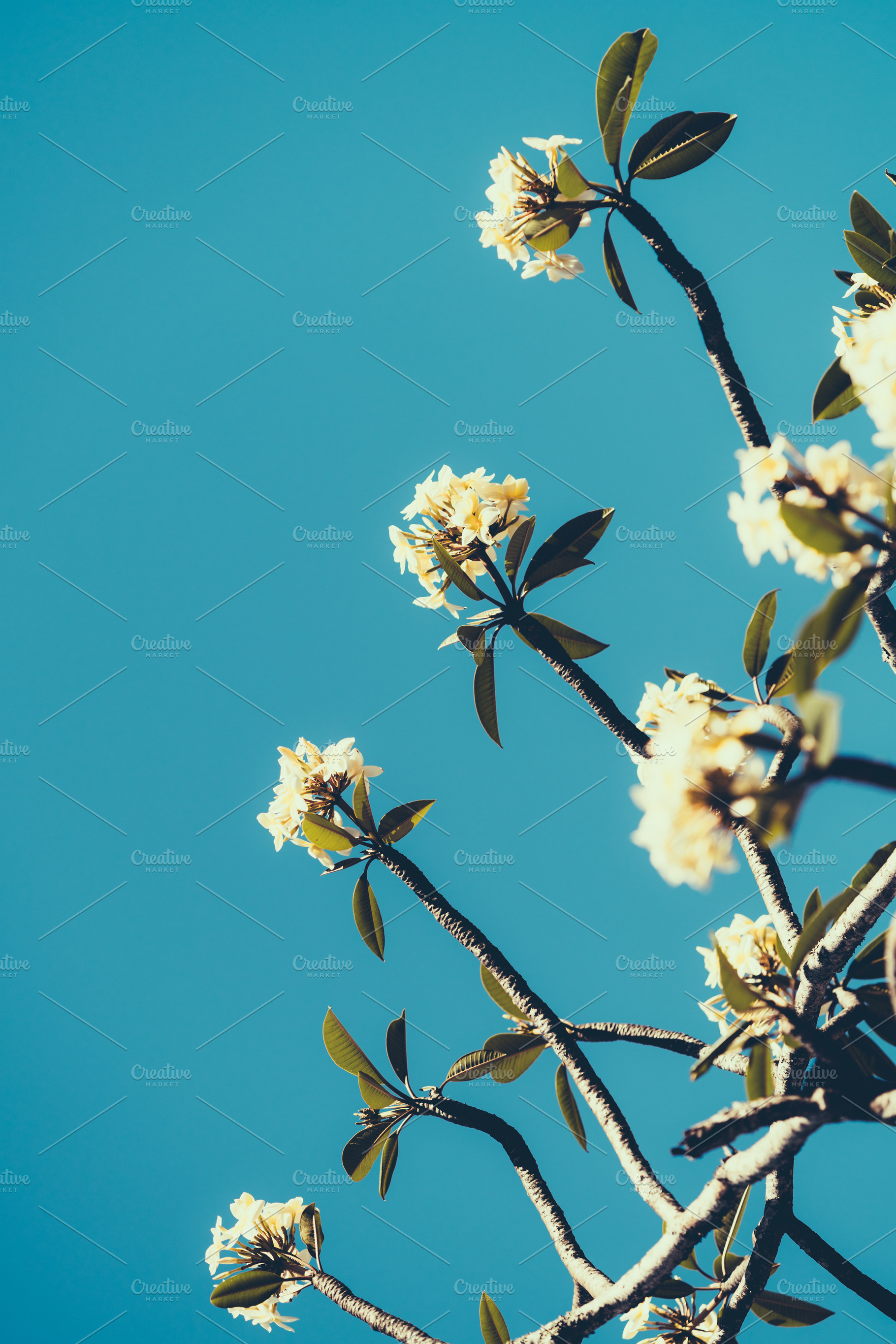 Plumeria blossoms blue sky, a Nature Photo by SkyNext