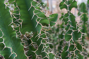 Euphorbia virosa, a Nature Photo by Imaginarium