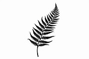 8 Fern Leaf Silhouette Bundle, an Illustration by BIPLOB EXPERT (Thumbnail 6 of 9)