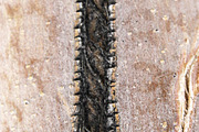 Alphabet Photography Letter I, a Nature Photo by Artistic Letters (Thumbnail 4 of 7)