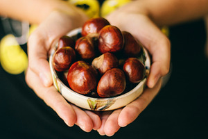 Chestnut stock photo containing chestnut and nut