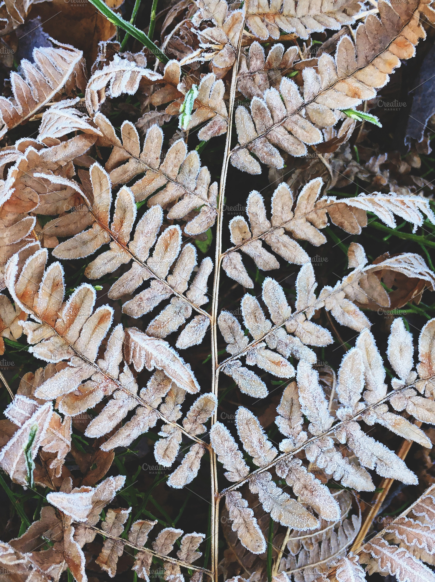 Frozen dry fallen fern branch., a Nature Photo by rorygez fresh