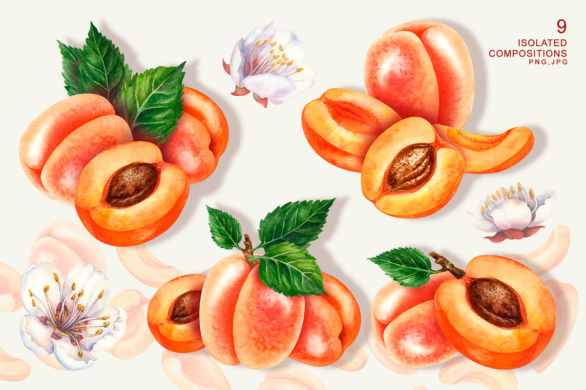 Apricot Fruits & Flowers, watercolor, a Food Illustration by EL_SUHOVA (Photo 5 of 17)