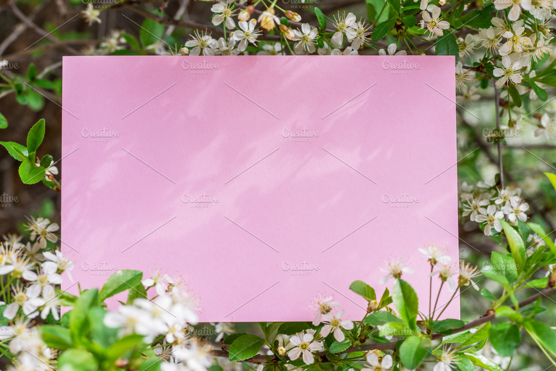 Pink paper blank between cherry, a Photo by Volff
