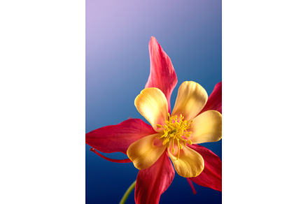 Floral wallpaper with aquilegia, a Nature Photo by JeanBet