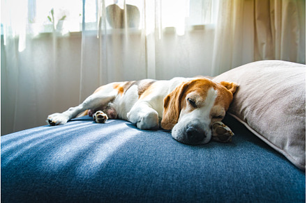 A Beagle dog is currently laying on