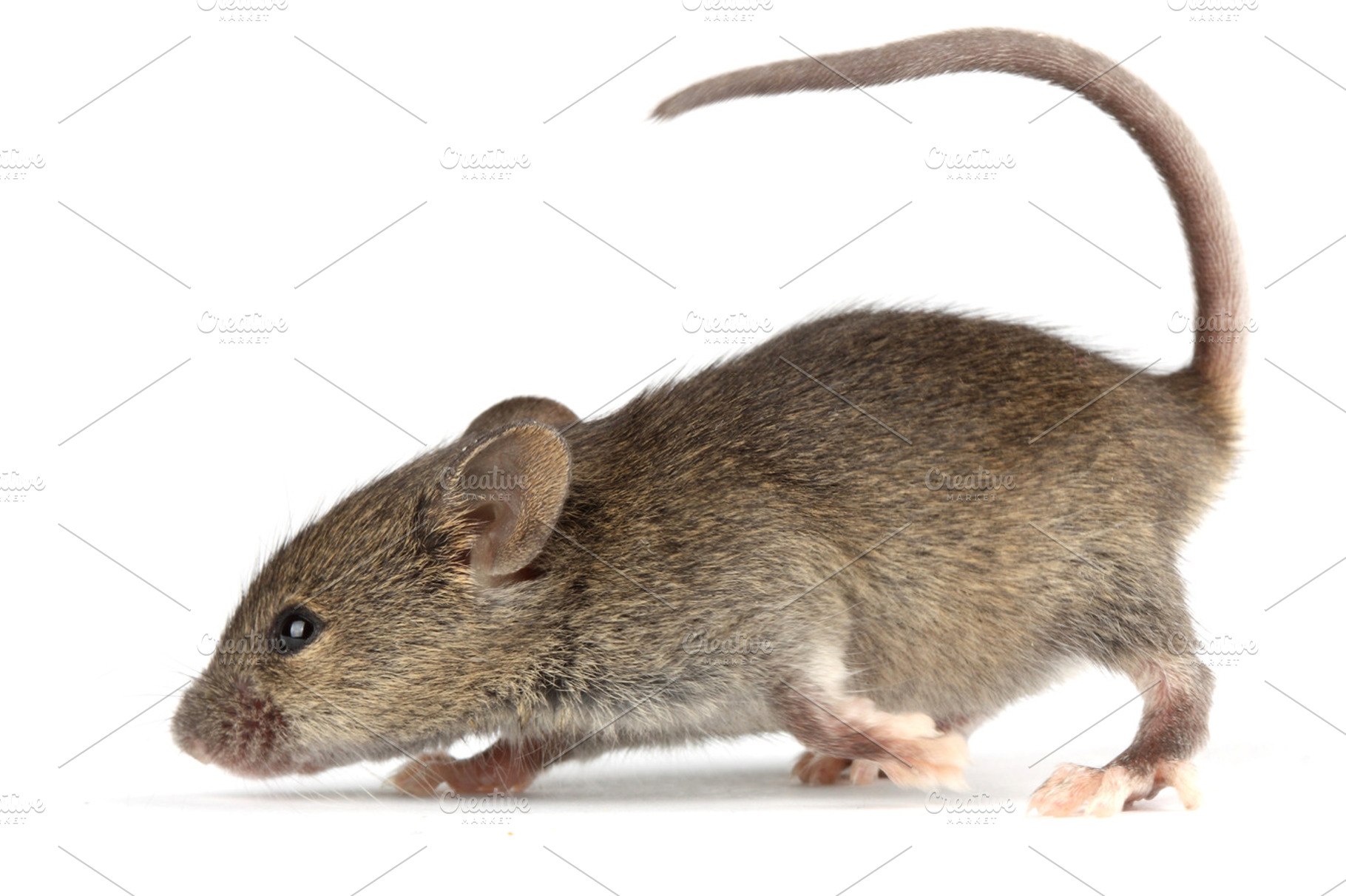 Mouse, a Photo by De todo un poco
