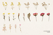 242 Vintage Dried Flowers, an Object Graphic by Ksuview (Thumbnail 4 of 11)