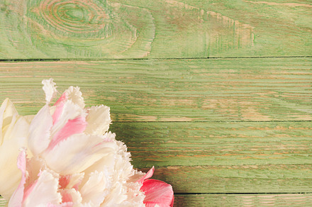 Tulips on green wooden background stock photo containing outdoor and, a Nature Photo by oksix