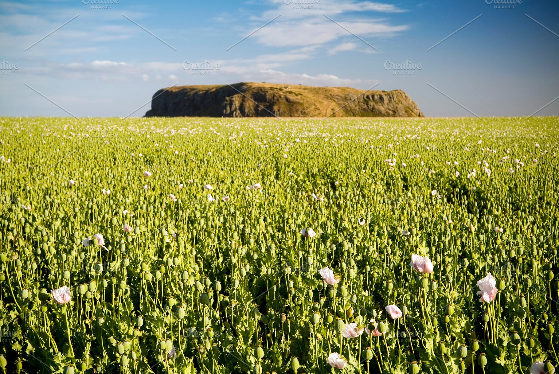 Poppy Field, a Nature Photo by THP Creative