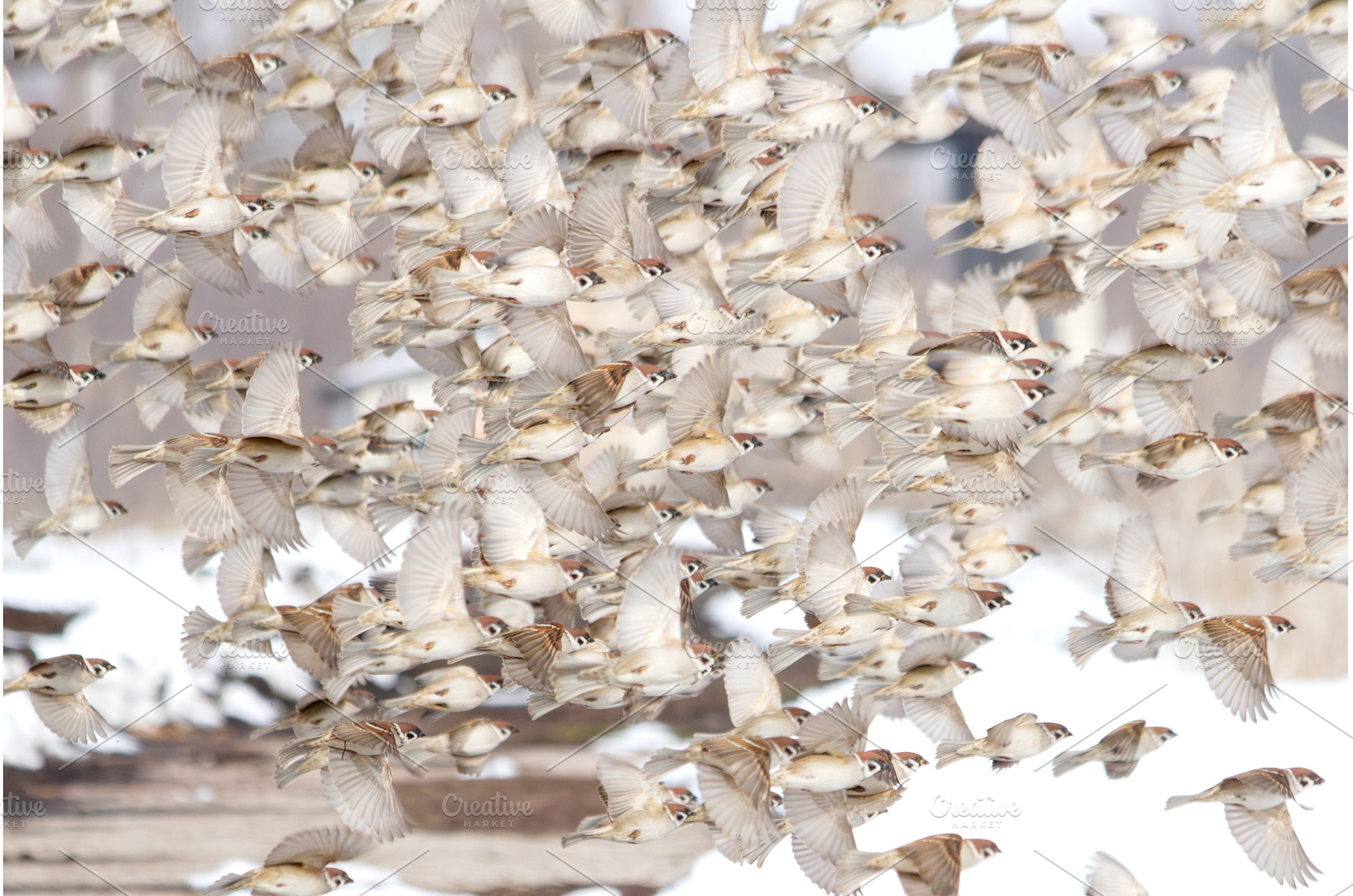 Dense Flock of Countless Tree, an Animal Photo by Pakosta
