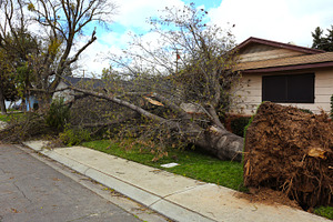 Storm Damaged Tree