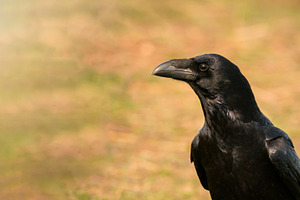 Black Crow Portrait with Warm Natural Background and Copy Space, an Animal Photo by José Manuel Gelpi