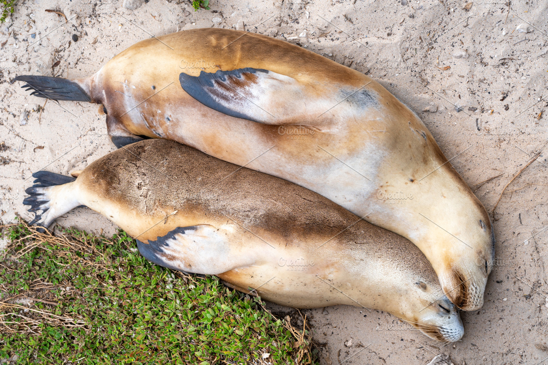 Sea lion couple resting on the beach at Seal Bay, Kangaroo Islan, an Animal Photo by GoodGoods