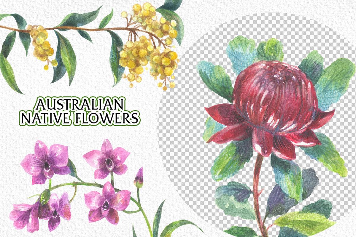 Australian Native Flowers, a Seasonal Illustration by FITALARTSNEDIGI (Photo 4 of 6)