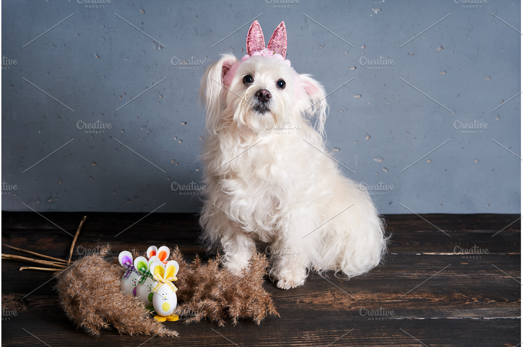 Funny dog with bunny ears on the, an Animal Photo by Gladkov photography