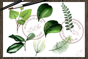 Tropical Big Pack Watercolor Clip, a Decorative Illustration by DioFlow (Thumbnail 26 of 26)