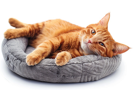 Cute red cat lying on soft dog bed on white background, an Animal Photo by AlyaAnd