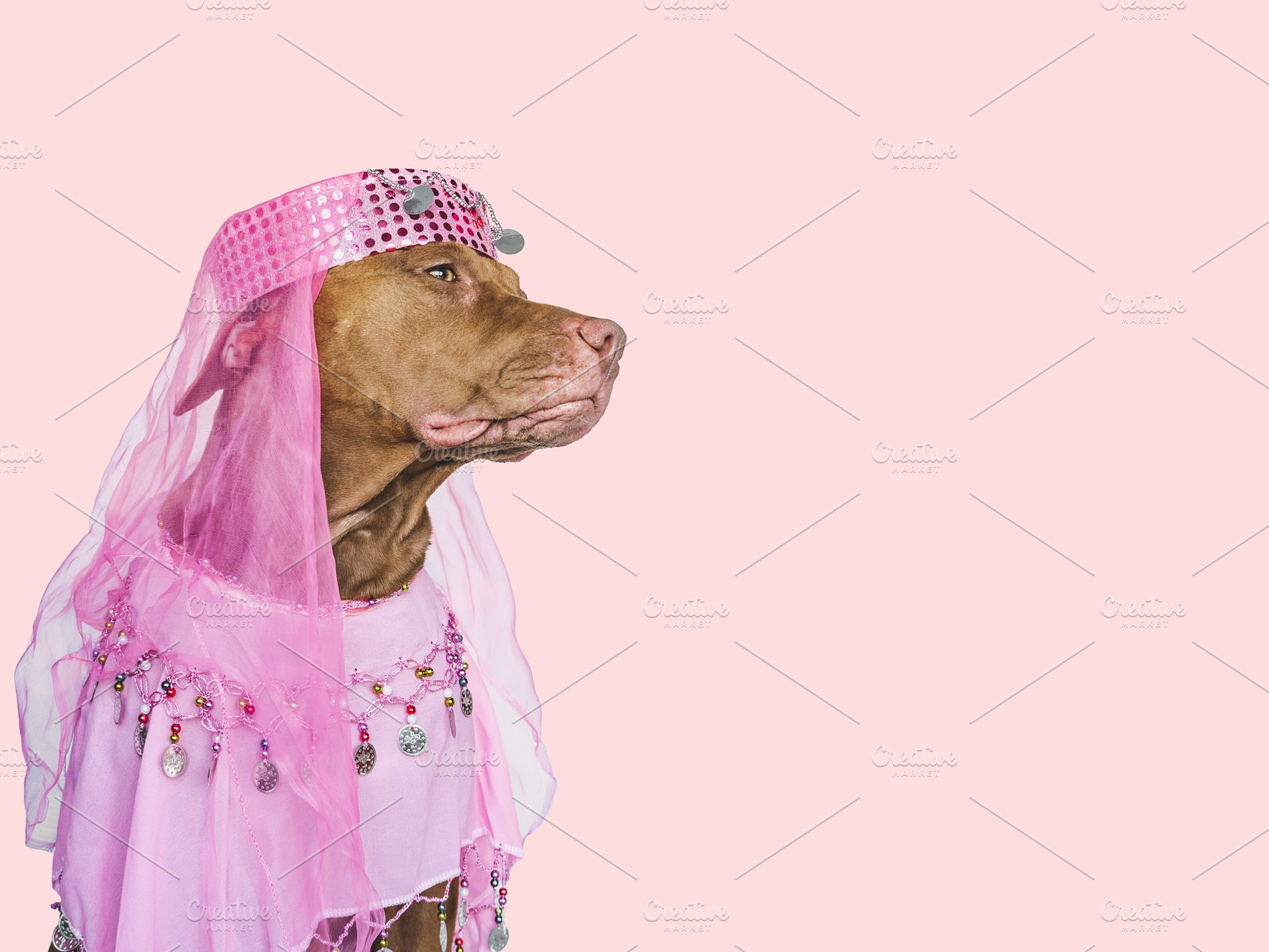 Lovable, pretty brown puppy and party dress, an Animal Photo by Svetlana Barchan