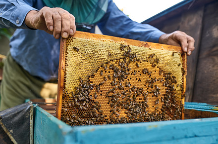 Process of harvesting honey from stock photo containing bee and beehive