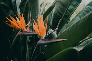 Minimalist Tropical Flower Photo, a Nature Photo by René Jordaan Photography