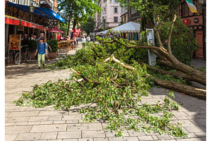 DUSSELDORF, GERMANY - JUNE 10: Uprooted tree in the city center, a Nature Photo by Leonid Andronov