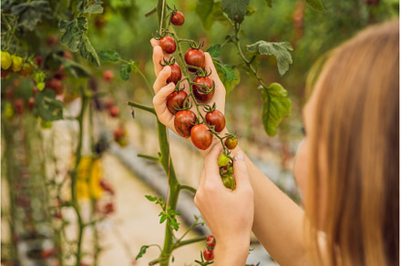 Woman and red cherry tomatoes on the, a Food & Drink Photo by Elizaveta Galitskaya