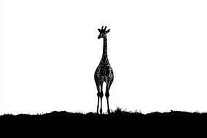 Giraffe Silhouette Against White Sky, an Animal Photo by Pixeness Studio