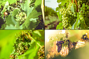 Viticulture /32 pics, a Brushes & More by tydla (Thumbnail 6 of 9)