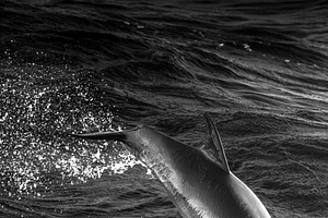 Spinner Dolphin at the Gold Coast, an Animal Photo by Rob D Animal Photography