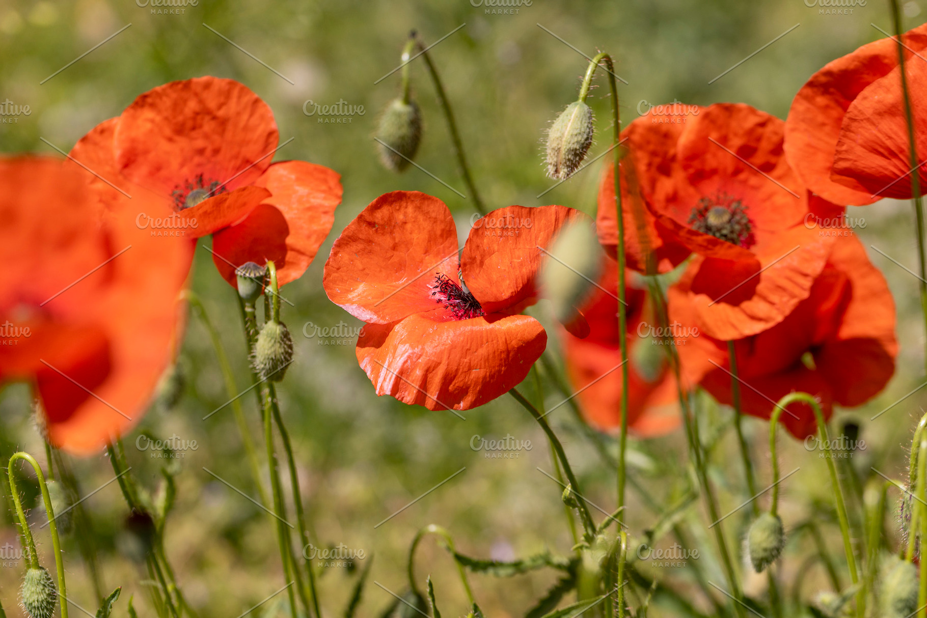 poppies on a background of green grass in summer weather, illuminated by sunlig, a Photo by rsoollAI