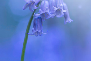Bluebell featuring bluebell, flowers, and blue