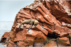 Sea lions resting on the stones in, an Animal Photo by Leonid Andronov