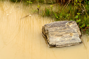 Large rock in shallow muddy water, a Nature Photo by Elena Vagengeim